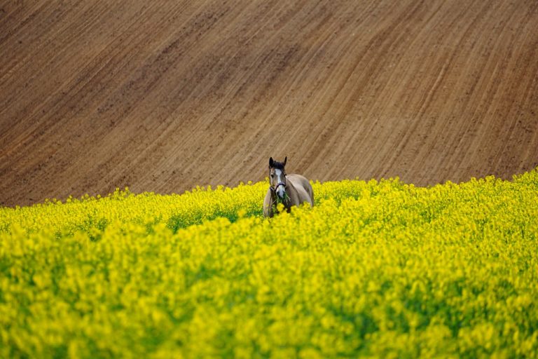 Chcąc uprawiać dorodne rośliny, musimy dać możliwość im właściwe warunki.