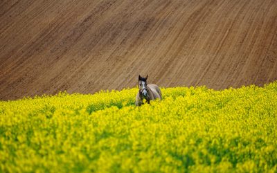 Chcąc uprawiać dorodne rośliny, musimy umożliwić im odpowiednie warunki.